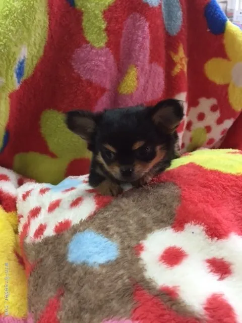 愛媛県人 様のお迎えした子犬