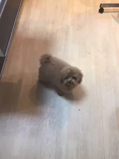 ID:1803-01305の子犬