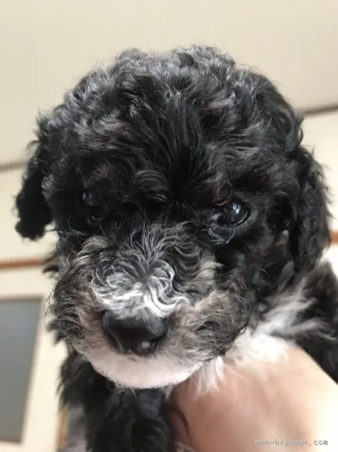 ID:1902-02162の子犬