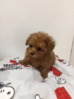 ID:1803-01302の子犬