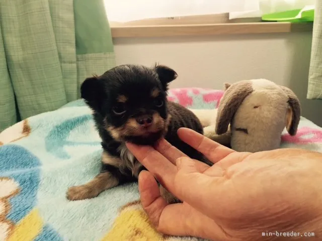 M 様のお迎えした子犬