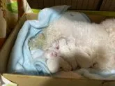 ビションフリーゼ【徳島県・男の子・2020年1月6日・ホワイト】の写真4「ひと休み😆」