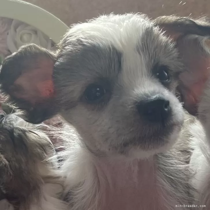 ID：2502-05714の子犬