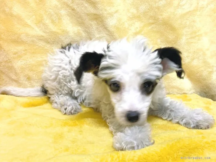 ID：2201-03426の子犬