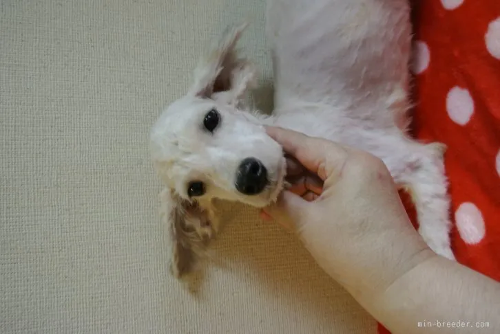 ID：1512-00380の子犬