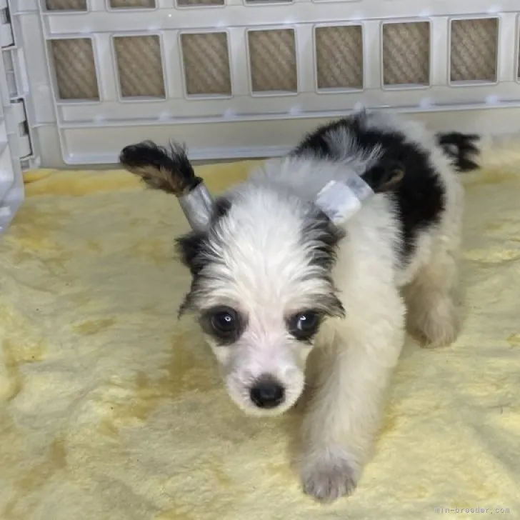 ID:2309-02785の子犬