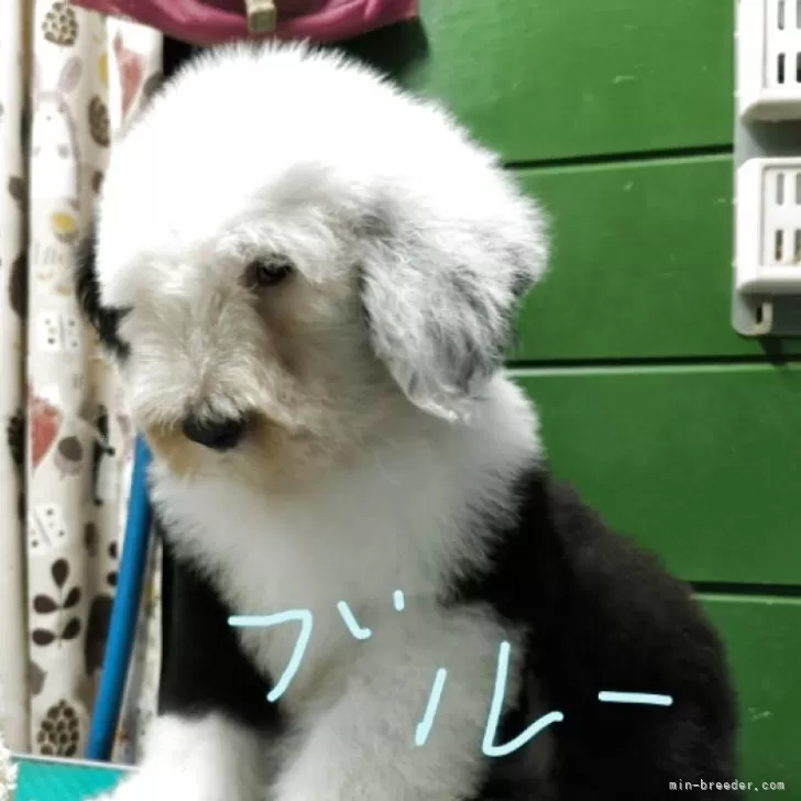 ID：2506-03289の子犬