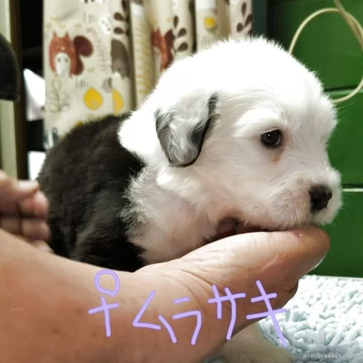 ID：2506-03253の子犬