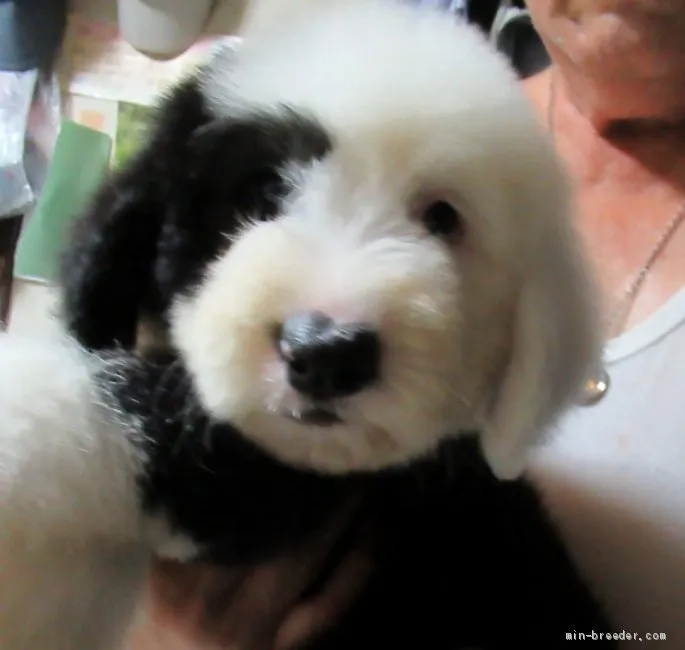 ID:1907-00005の子犬