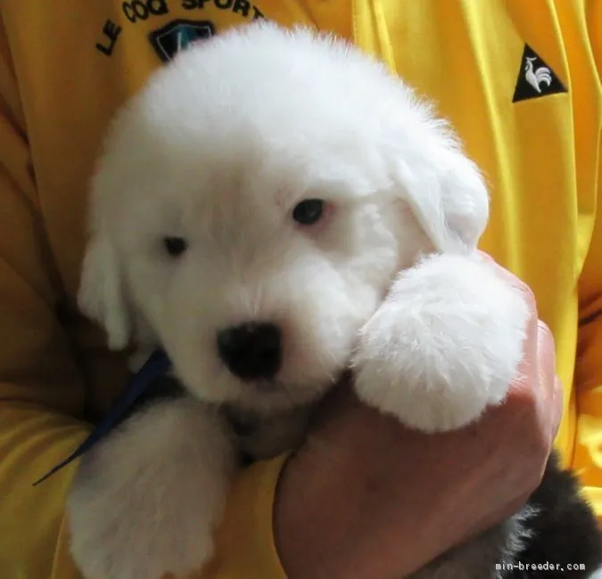 けいちゃん 様のお迎えした子犬