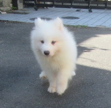 サモエド【香川県・男の子・2017年7月29日・ホワイト】の写真「骨格のしっかりとしたわんちゃん。可愛いよ・・・」
