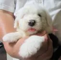 オールドイングリッシュシープドッグ【香川県・女の子・2016年8月23日・ホワイト&グレ】の写真1「見栄えの良い女の子」
