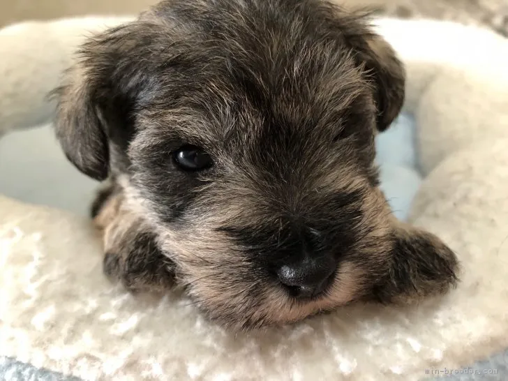 ID:1803-01911の子犬