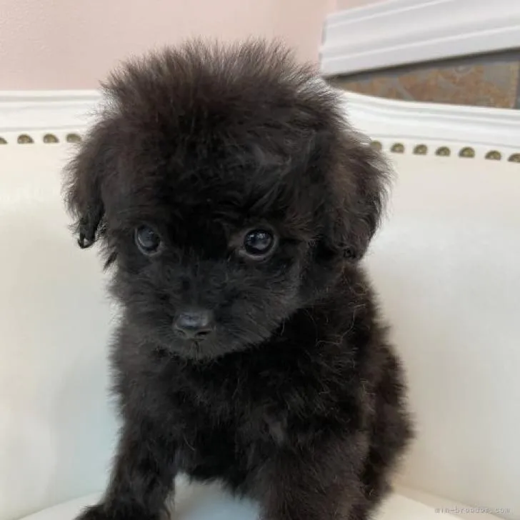 ID:2208-04854の子犬