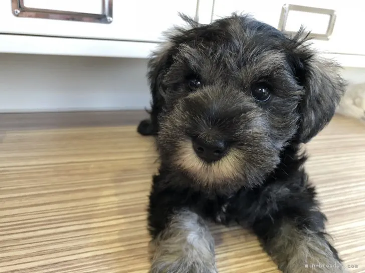 ID：1811-00088の子犬