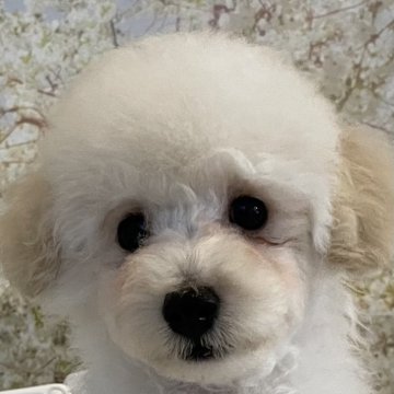 トイプードル(タイニー)【埼玉県・男の子・2024年2月14日・ホワイト】の写真「お顔がとっても可愛い甘えん坊の男の子です。」