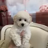 タイニープードル【埼玉県・女の子・2023年12月5日・ホワイト】の写真1