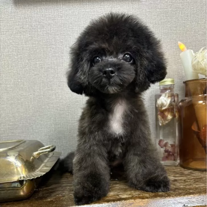 ID：2410-02744の子犬