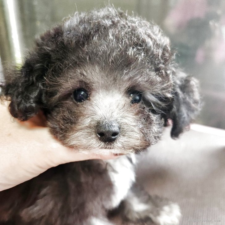 ブリーダー画像