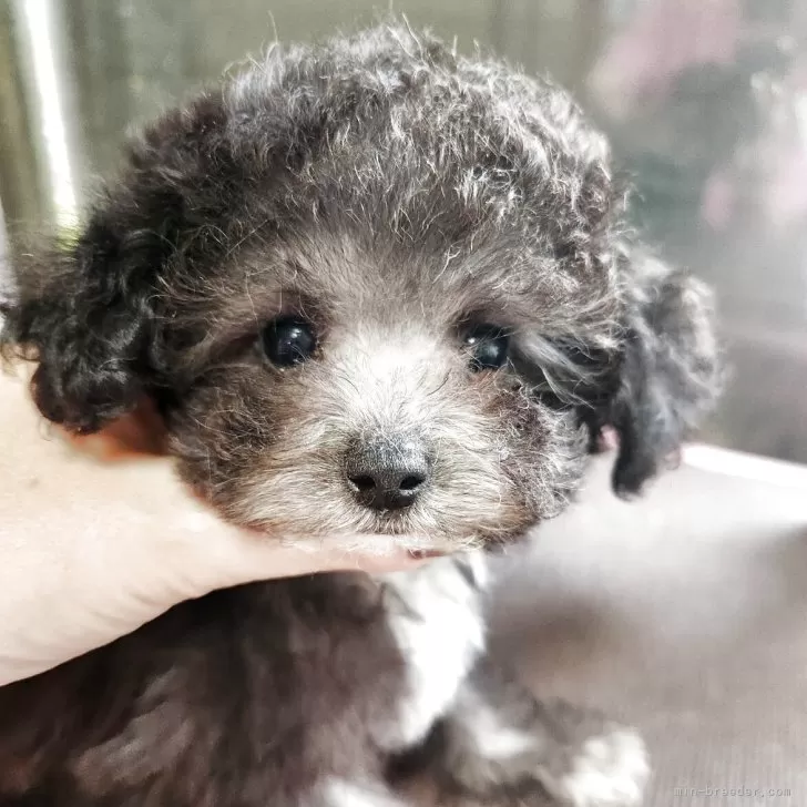 ティーカッププードル【岡山県・男の子・2025年7月19日・グレー (シルバー)】の写真1「胸元にネクタイ柄♡タレ目くん♡」