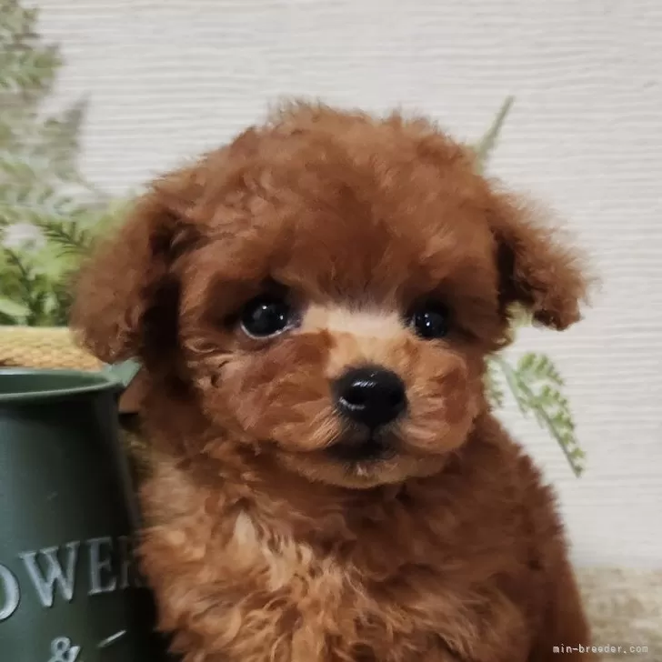 ショコラ 様のお迎えした子犬