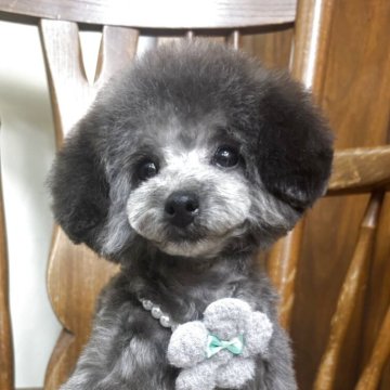 トイプードル(タイニー)【岡山県・女の子・2024年11月9日・シルバー(グレー)】の写真「タレ目の可愛いシルバーちゃん♡」