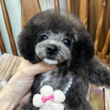 トイプードル(ティーカップ)【岡山県・女の子・2024年11月9日・シルバー(グレー)】の写真「★ご縁キャンペーン★シルバーの女の子♡」
