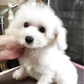 ティーカッププードル