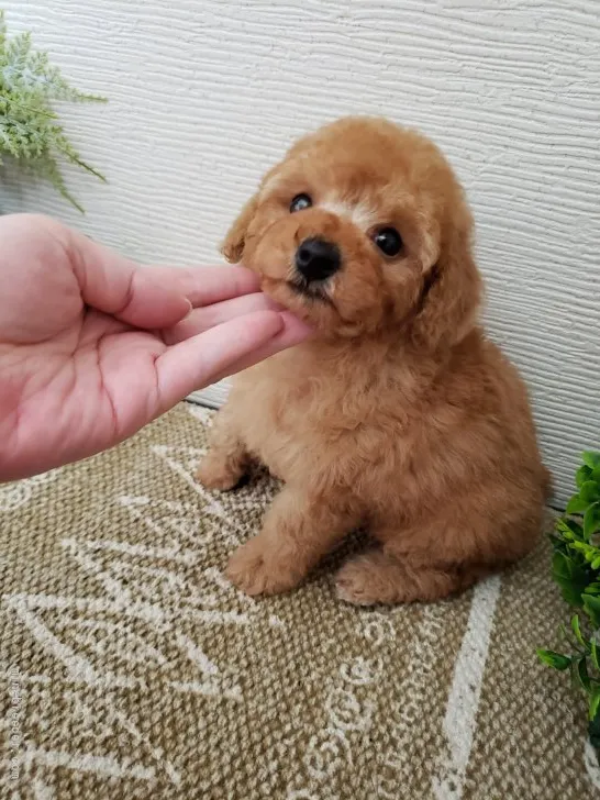 ID：2204-03099の子犬