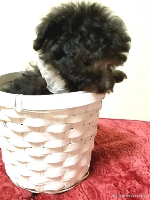ID:1802-01189の子犬