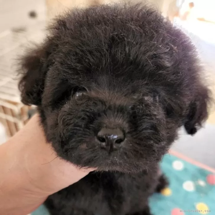 ID：2404-01612の子犬