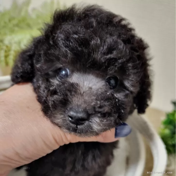 R.H 様のお迎えした子犬