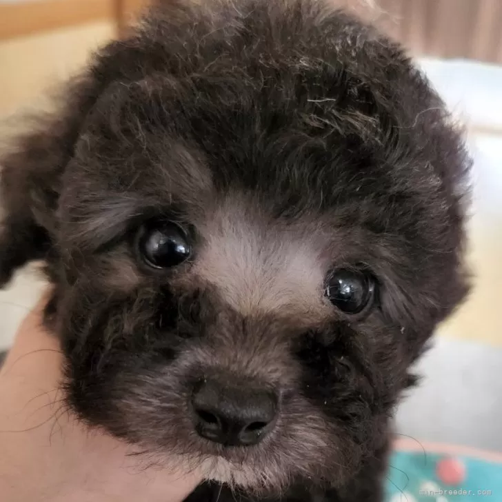 さおりん 様のお迎えした子犬