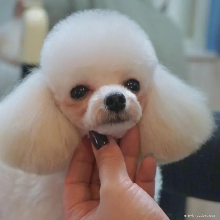 ID：2212-02027の子犬