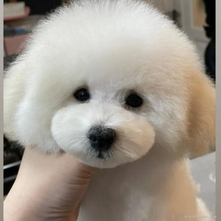 ID：2207-03521の子犬