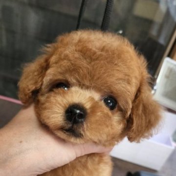 トイプードル(ティーカップ)【岡山県・男の子・2023年8月11日・アプリコット】の写真「まん丸お目目のプリティーboy(*ˊᵕˋ*)」