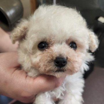 トイプードル(ティーカップ)【岡山県・女の子・2023年12月30日・ホワイト】の写真「極小でとても可愛いお顔のホワイトちゃん♡」