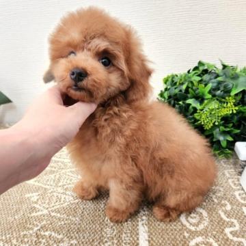 トイプードル(タイニー)【岡山県・男の子・2022年5月16日・アプリコット】の写真「特別価格！！
遺伝子検査3項目クリア」