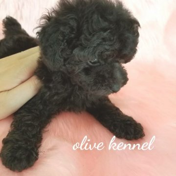 トイプードル(タイニー)【岡山県・男の子・2017年6月2日・シルバー】の写真「マズルが短くお目目もクルクルのシルバーの男の子♥」