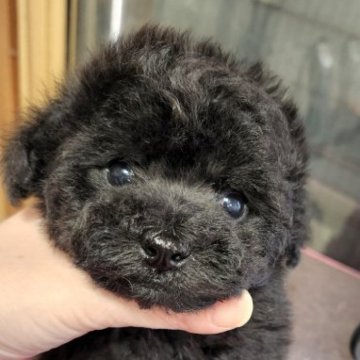 トイプードル(タイニー)【岡山県・女の子・2023年1月10日・ブラック】の写真「♡マズルが短く離れ目の可愛い子です♡」