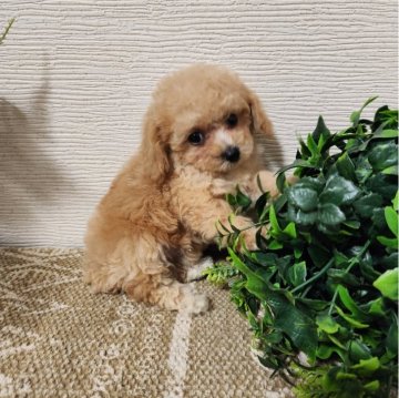 トイプードル(ティーカップ)【岡山県・女の子・2024年8月17日・オレンジフォーン(アプリコット)】の写真「大きな垂れたお耳がとても可愛いおっとりちゃん♡」