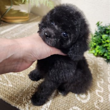 トイプードル(ティーカップ)【岡山県・男の子・2024年8月17日・ブラック】の写真「可愛いおチビくん♡」