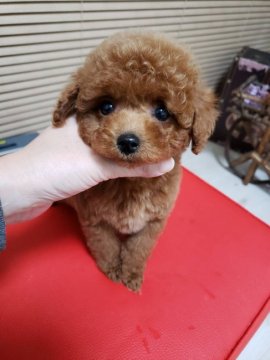 トイプードル(ティーカップ)【岡山県・男の子・2019年11月14日・レッド】の写真「人懐こいオチビ君♡」