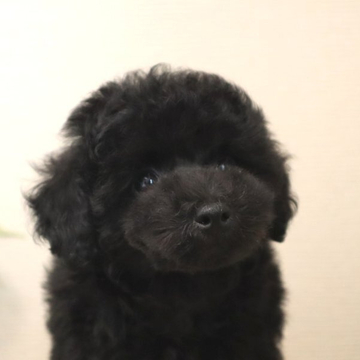 トイプードル(ティーカップ)【岡山県・女の子・2022年5月18日・ブラック】の写真「小顔のブラックちゃん♡
毛量もしっかりあります！」