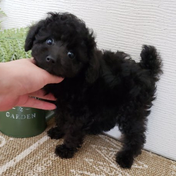 トイプードル(ティーカップ)【岡山県・女の子・2022年4月1日・ブラック】の写真「遺伝子検査3項目ともクリアの女の子」
