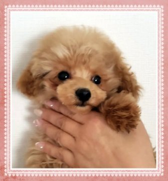 トイプードル(ティーカップ)【岡山県・男の子・2021年10月18日・アプリコット】の写真「性格も穏やかで、ぬいぐるみの様な可愛いお顔の男の子」