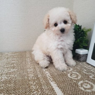 トイプードル(ティーカップ)【岡山県・男の子・2022年4月1日・ホワイト】の写真「モコモコふわふわのイケメンくん」