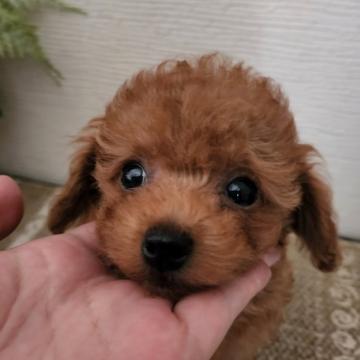 トイプードル(ティーカップ)【岡山県・女の子・2022年5月16日・アプリコット】の写真「可愛い女の子♡」