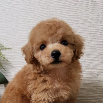 トイプードル(ティーカップ)【岡山県・男の子・2022年4月21日・アプリコット】の写真「可愛いお顔の男の子♡」