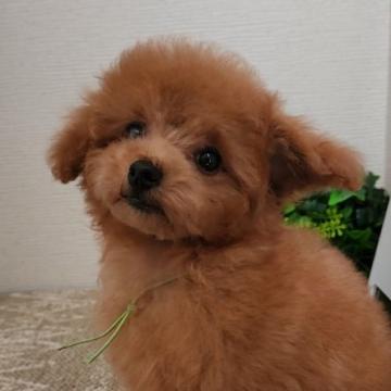 トイプードル(ティーカップ)【岡山県・女の子・2022年5月16日・アプリコット】の写真「♡可愛いアプリの女の子♡」